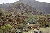 Urubamba valley at Ollantaytambo